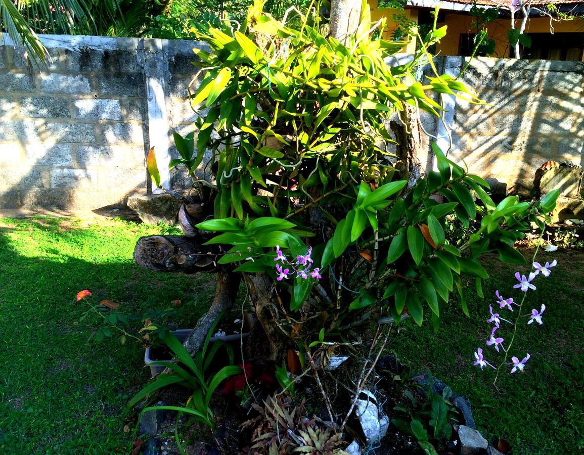 The Breeze Mirissa Bed & Breakfast Ngoại thất bức ảnh